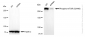 KD-Validated Anti-Phospho-mTOR (S2448) Rabbit Monoclonal Antibody